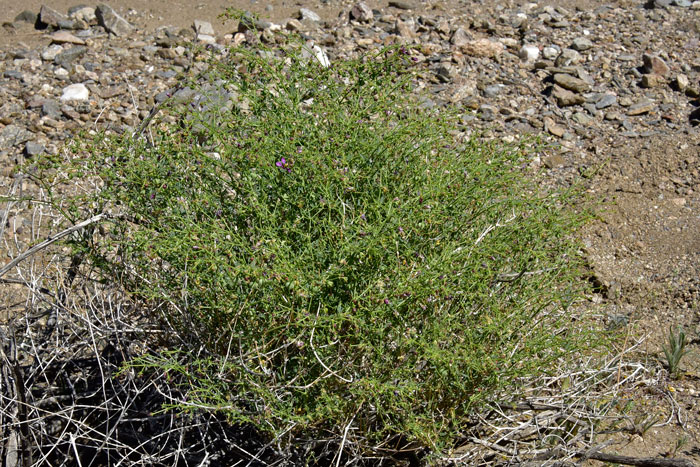 California Fagonbush is a delicate relatively small plant with numerous showy flowers that grows in dry areas in the desert. Sufficient periodic rainfall is necessary. Fagonia laevis 